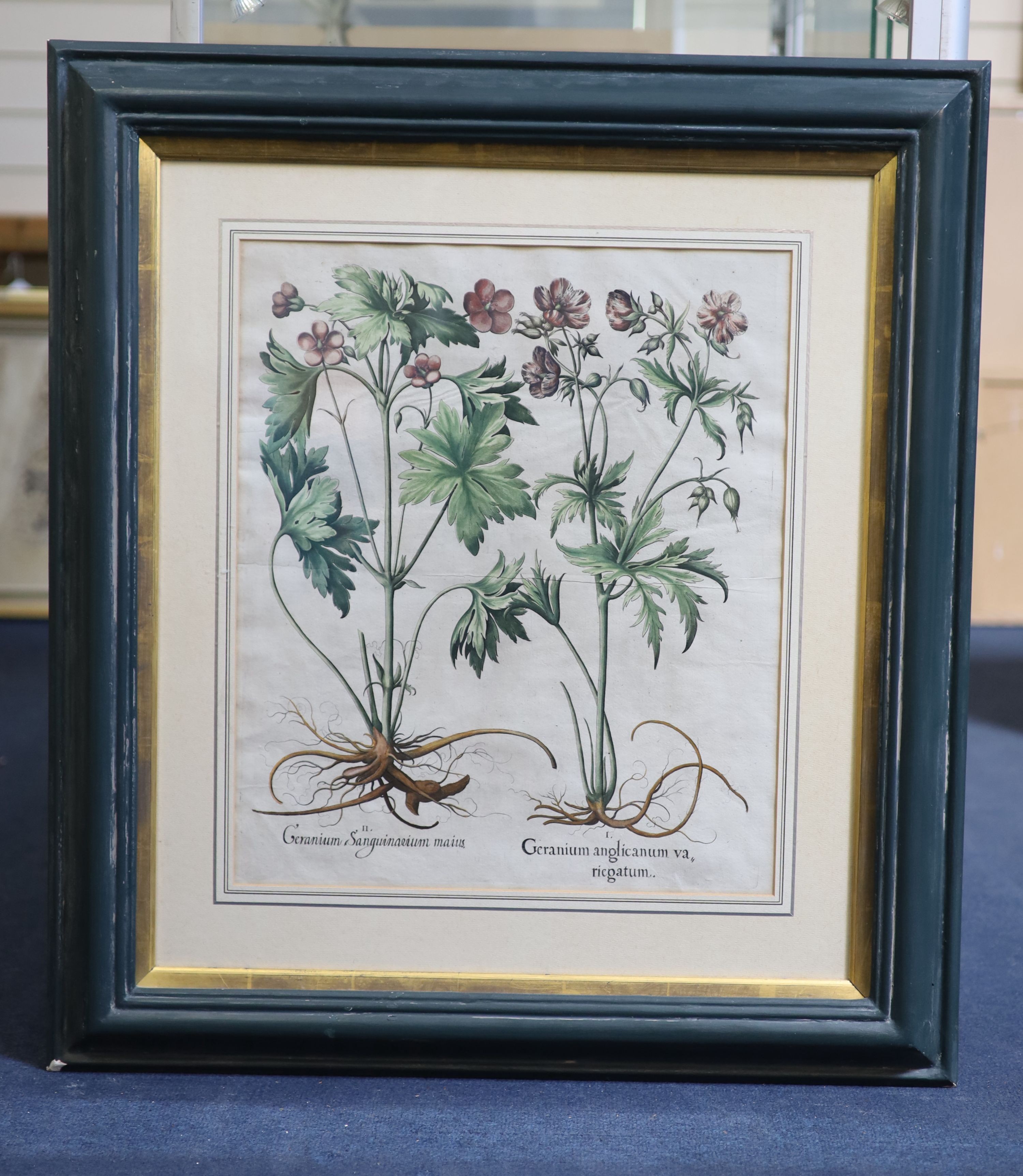 Basilius Baseler (1561-1629), Geranium Sangui narium, Geranium Muscatum in odorum, Geranium Sanguinarium maius and Geranium Muscatum odoratum from Hortus Eysettensis, four coloured engravings laid on paper, 49 x 41cm.